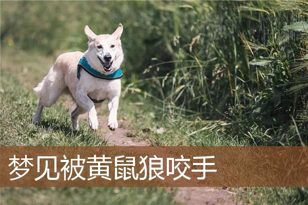 梦见被黄鼠狼咬手 周公解梦梦到被黄鼠狼咬手是什么意思 做梦梦见被黄鼠狼咬手好不好 周公解梦官网