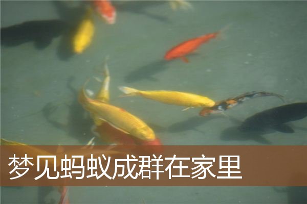 蚂蚁成群在家里