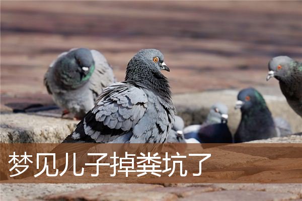 梦见儿子掉粪坑了