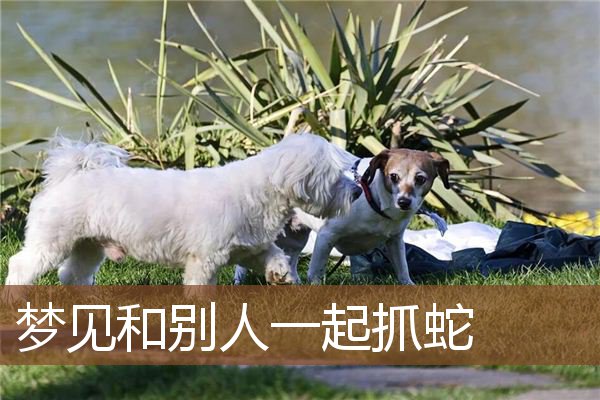 梦见和别人一起抓蛇