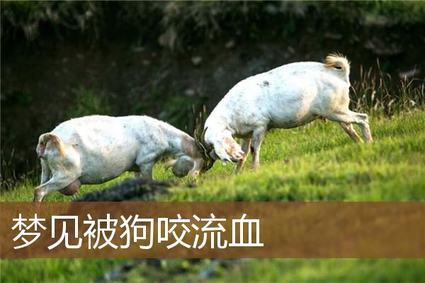 被狗咬流血