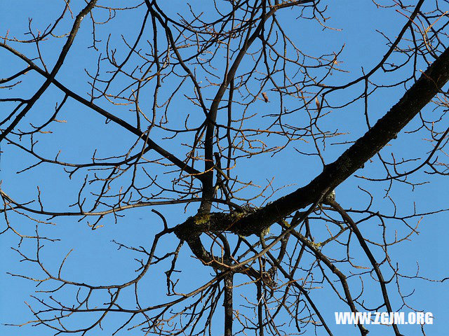 蛇是怎么拉便便的 10320.jpg