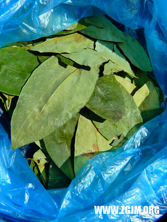 梦见孕妇自己生儿子