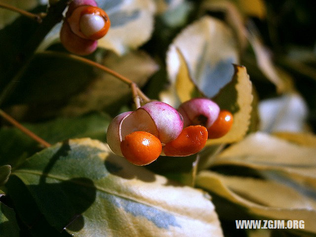 梦见别人踢球自己接住