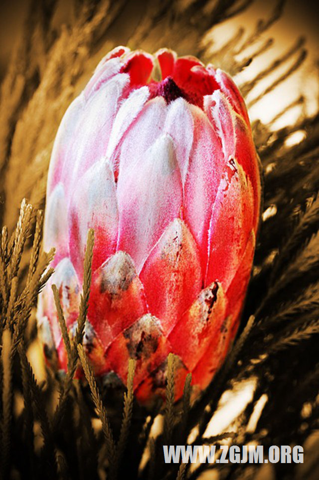 梦见喜欢的人听我话