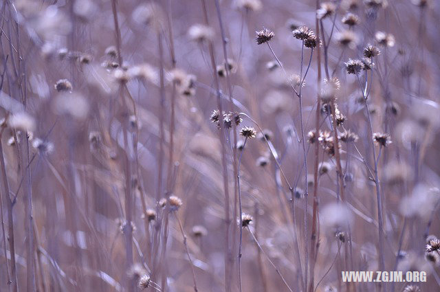 梦见被疯狗追着咬