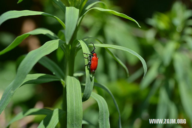 梦见自己飞起来