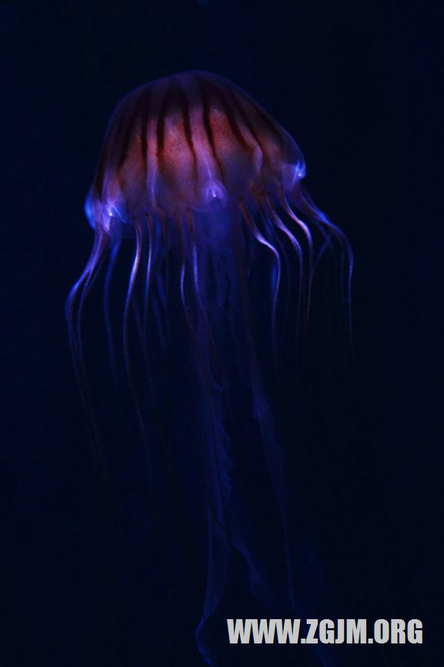 梦见帮助别人挤脓包