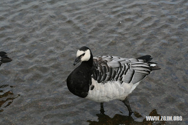 梦见要生孩子而没生