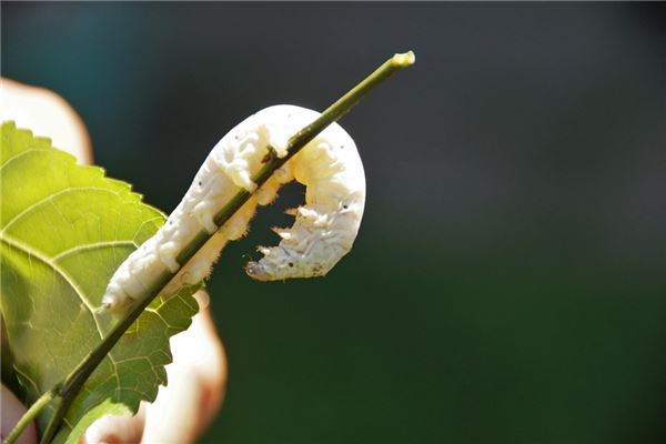 梦见白色的虫子