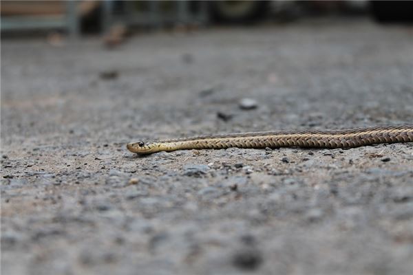 梦境解析，梦见自己被蛇咬后挤出大量血液的象征意义