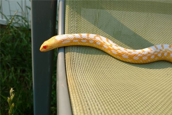 梦境解析,蛇咬小指与鱼群游弋的深层含义 梦境解析,蛇咬小指与鱼群游弋的深层含义