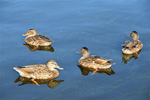 我国科学家揭秘家鸭抗禽流感“超才能”