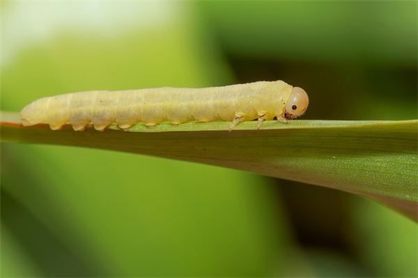 梦的解析，吃白菜遇见小虫虫——一场关于生活细节与内心隐忧的微妙对话