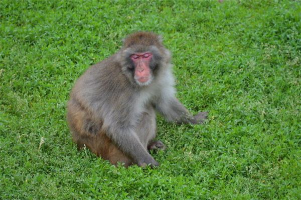 1992年属什么1992年属什么生肖 十二生肖