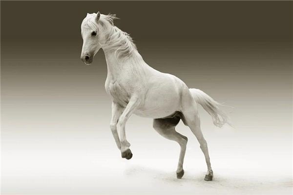 马年是哪年属马的年份 十二生肖 马年是哪年属马的年份 十二生肖