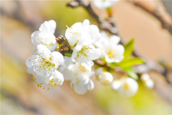 A型血的代表花