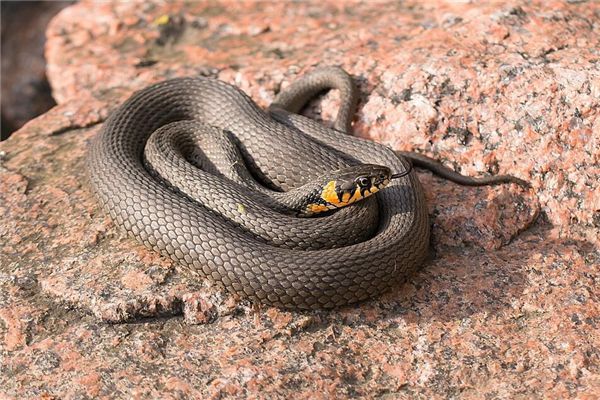做梦梦到一条蛇，潜意识中的象征与启示