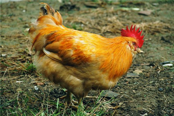 梦境解析，为何会梦到鸡爬到我身上拽不下来？