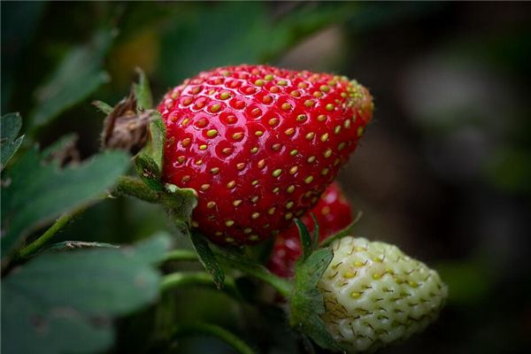 梦见种草莓