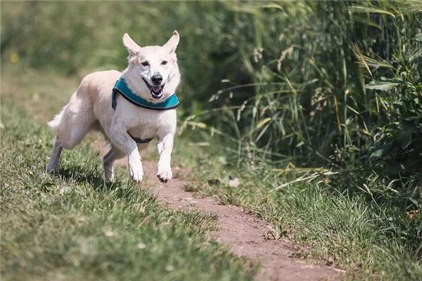 梦见狗咬我，梦境背后的深层含义与解析