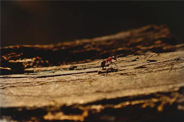 梦见踩死蚂蚁