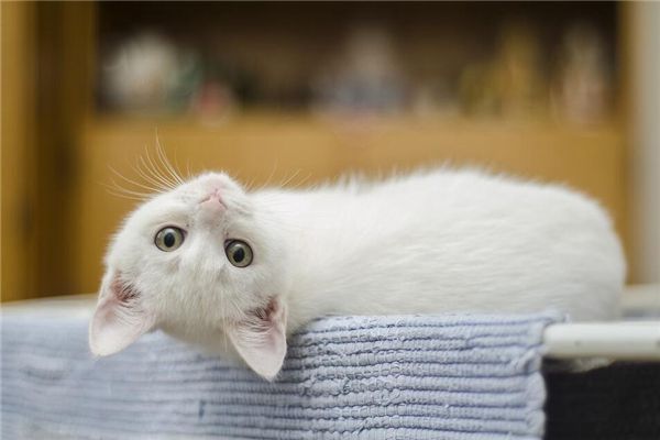 梦见白色的猫
