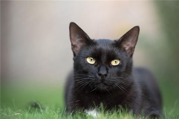 女人梦见黑猫咬左手腕，解读梦境中的隐秘信息