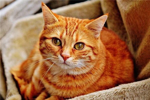 解析梦境中的被猫抓，探索潜意识中的警示与启示