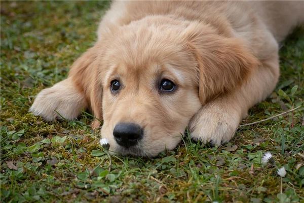 梦见把狗打死了 周公解梦