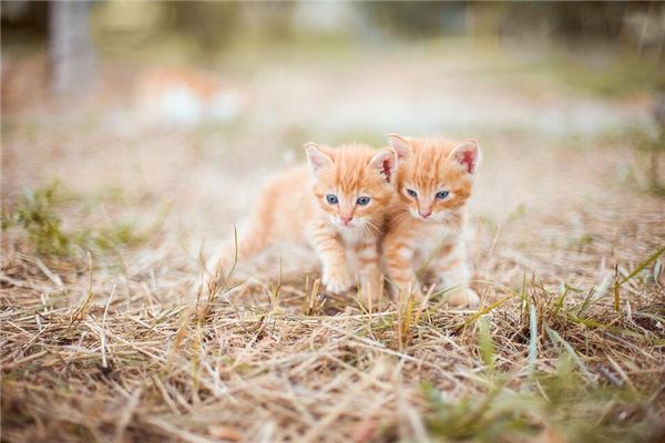 梦见一窝小猫 周公解梦