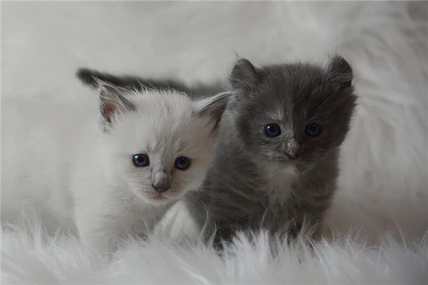 梦见两只小猫 周公解梦