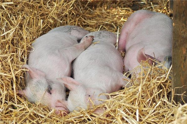 梦境解析，昨夜梦见一头母猪与3头小猪的深层含义