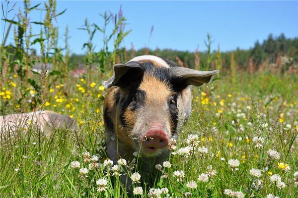 周公解梦，把猪赶回家的深层寓意与心理解析