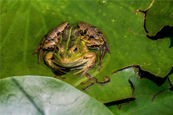 分析！关于青蛙的资料“桃红柳绿”