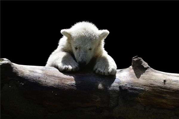 梦见小白熊 周公解梦