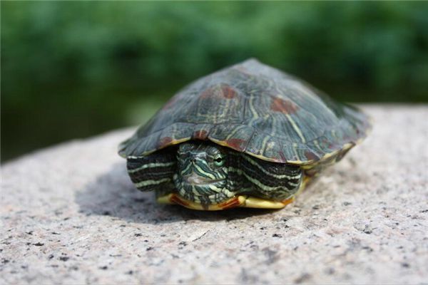 梦回龟影，解析梦见两只大乌龟来我家被绑起来送走的深层含义