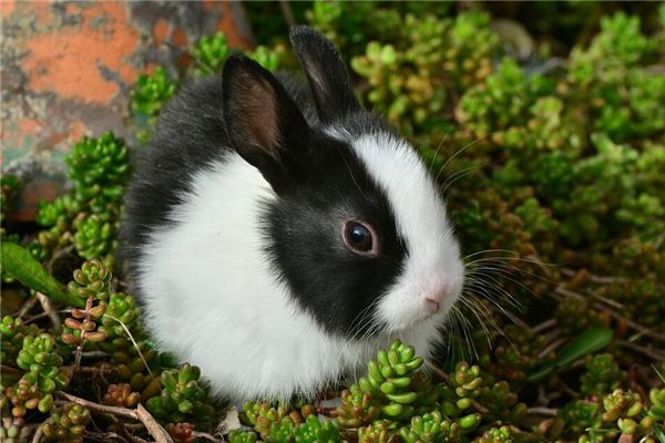 梦见死动物 周公解梦