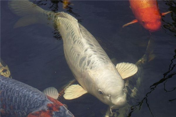 梦境之谜,梦见自己在水里捉到许多鱼和虾的深层含义解析 梦境之谜,梦见自己在水里捉到许多鱼和虾的深层含义解析