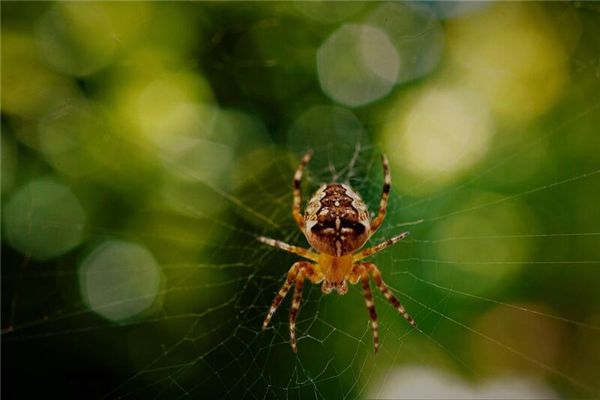 梦见红色蜘蛛 周公解梦