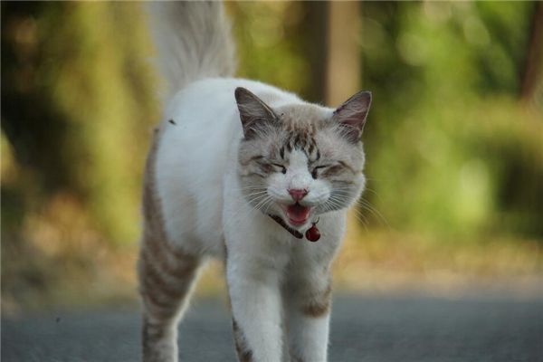 梦见被猫咬手 周公解梦