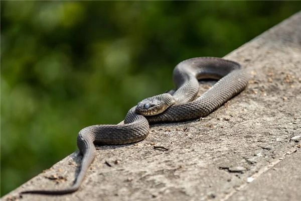 梦见打死毒蛇 周公解梦