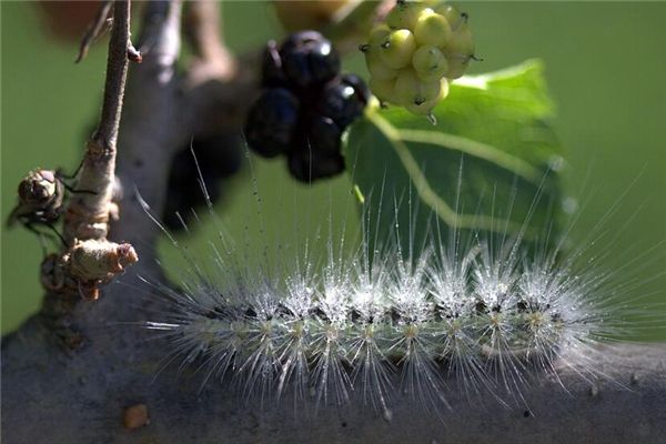 梦境之谜，解析做梦梦到让虫子咬了的深层含义