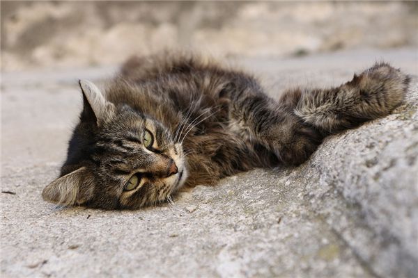 梦境解析，归家途中的不祥之兆——梦到回家地上6只带血的死猫