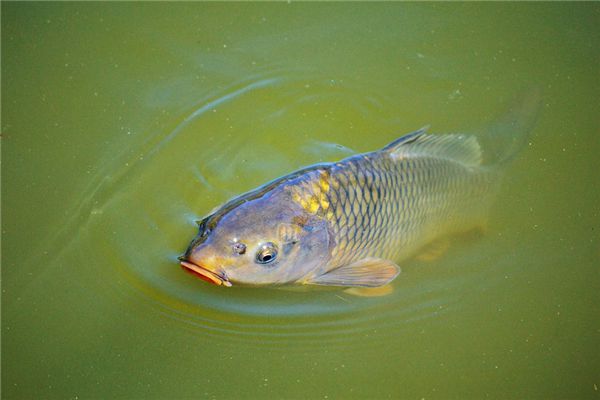 梦见抓到鲤鱼