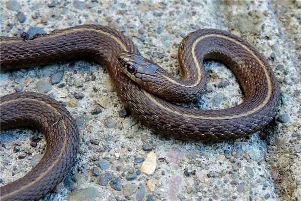 梦回迷离，解析梦见被蛇咬左脚无明趾头出血，蛇跑后见死蛇的深层寓意