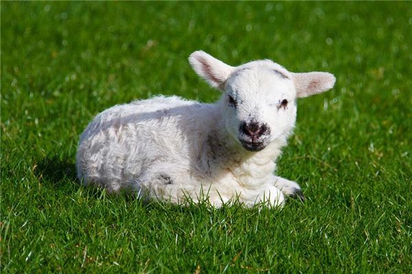 梦见母羊生小羊 周公解梦
