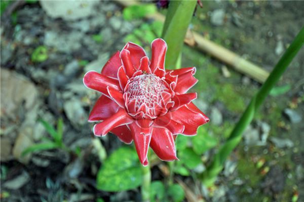 梦见满树红花 周公解梦