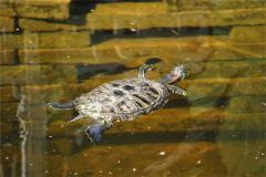 烏龜在水里游
