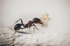 蚂蚁嘴叼东西